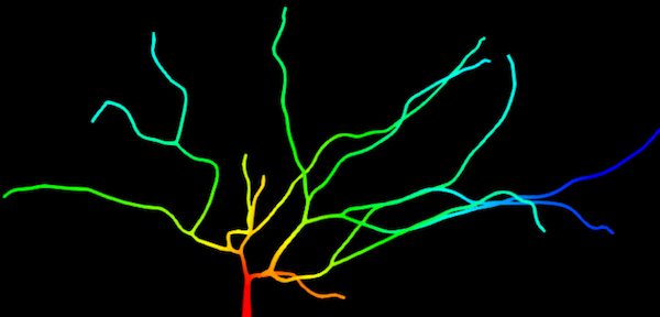 Solid background with a multi-colored branching image of a neurite network showing the concentration prediction of material transport