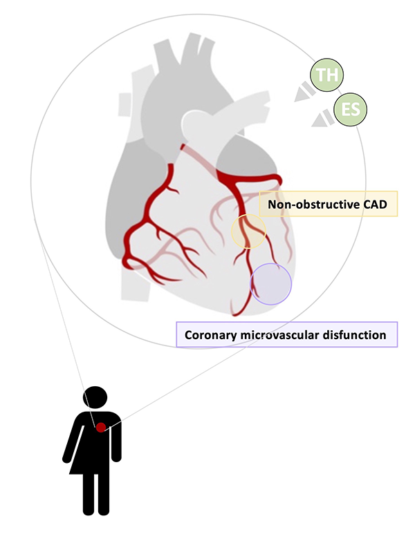 Coronary artery hemodynamics