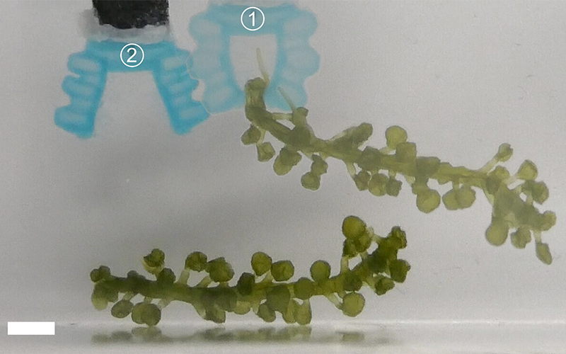 plant-derived biodegradable actuator