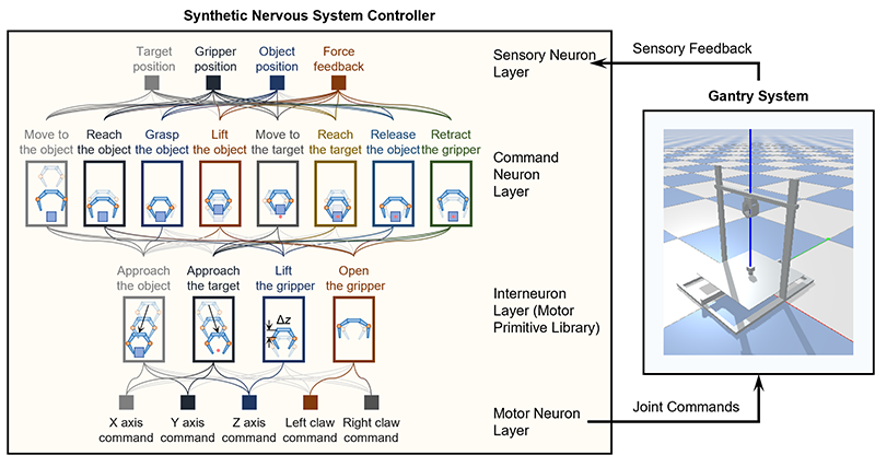 An SNS controller architecture for a grasping robot