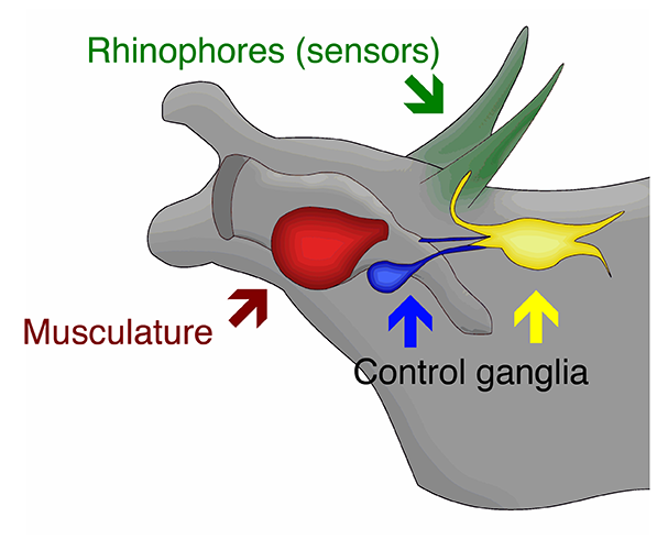 illustration of sensory system parts