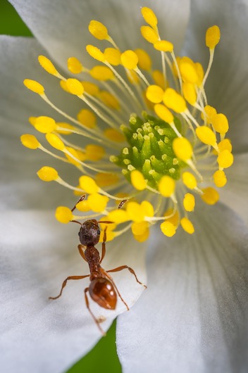 close up of an ant on a flower
